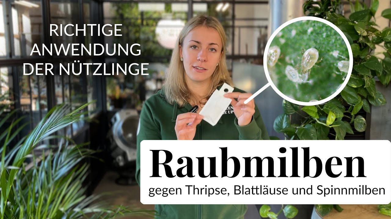 Wie wende ich Raubmilben richtig an? Thripse, Spinnmilben und Gallmilben natürlich loswerden