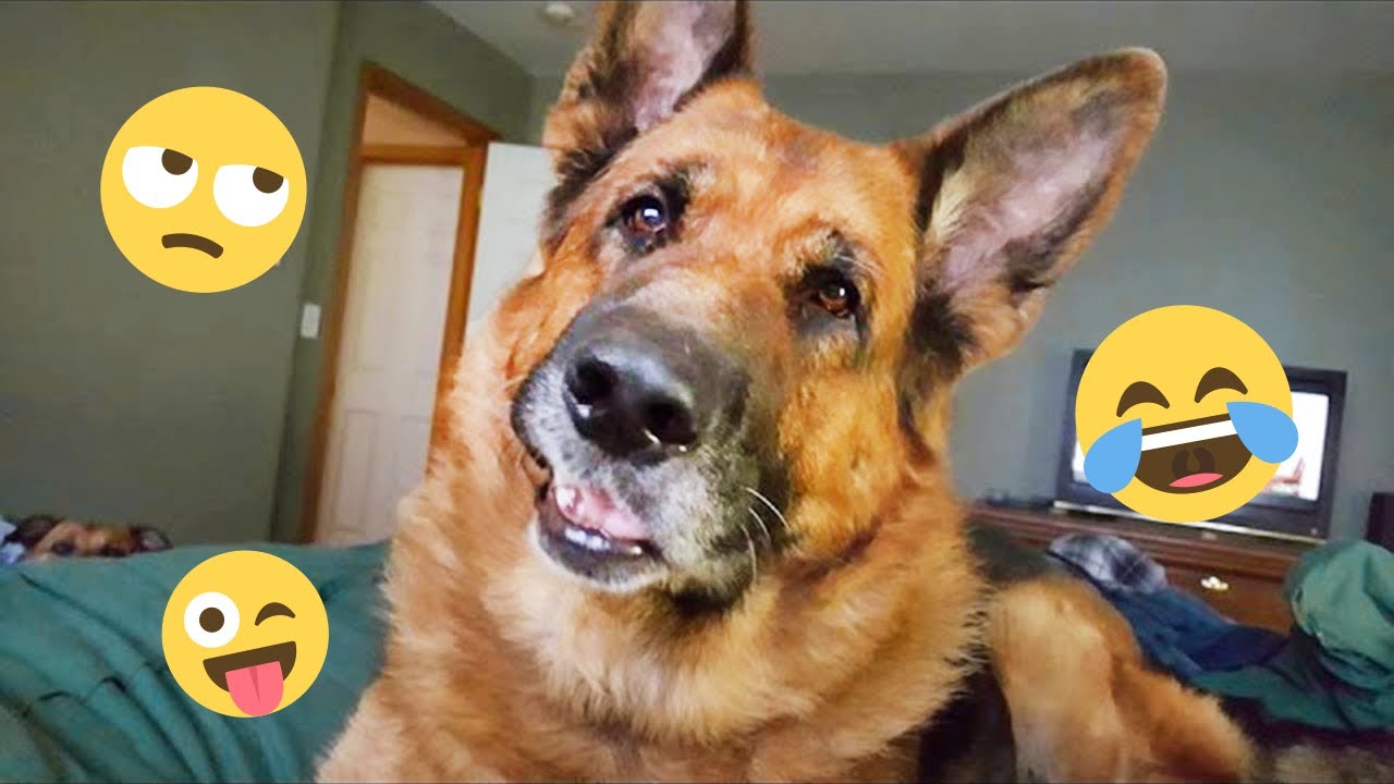 I'm 101% SURE that you will LAUGH EXTREMELY HARD- Funny Dog 2025 #224