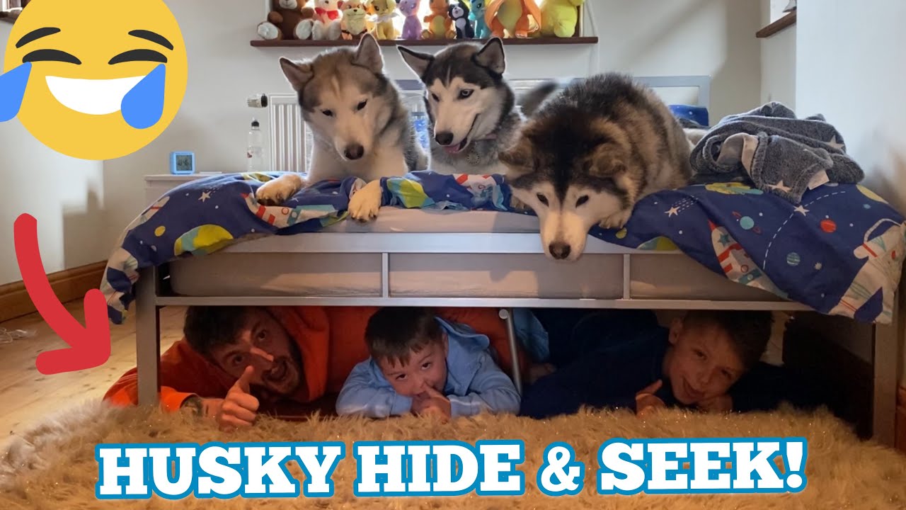 Hide & Seek With Our Kids & Huskies!! [FUNNIEST REACTIONS]