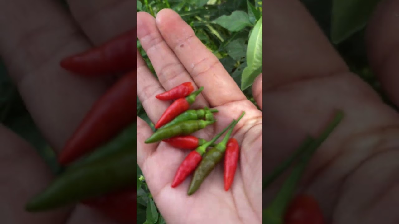 “Garden Tour” Kebun di Tanjung Sepat👍🏻😁🌱🍊🌶️#garden #kebun #tanaman #tanamansubur #pokok 