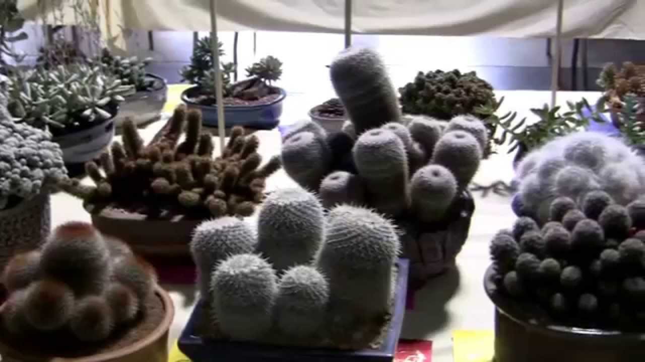 Barry Landau's Tropical Planet - ICCSS Show 2015 - Part Two 'Show Plants'