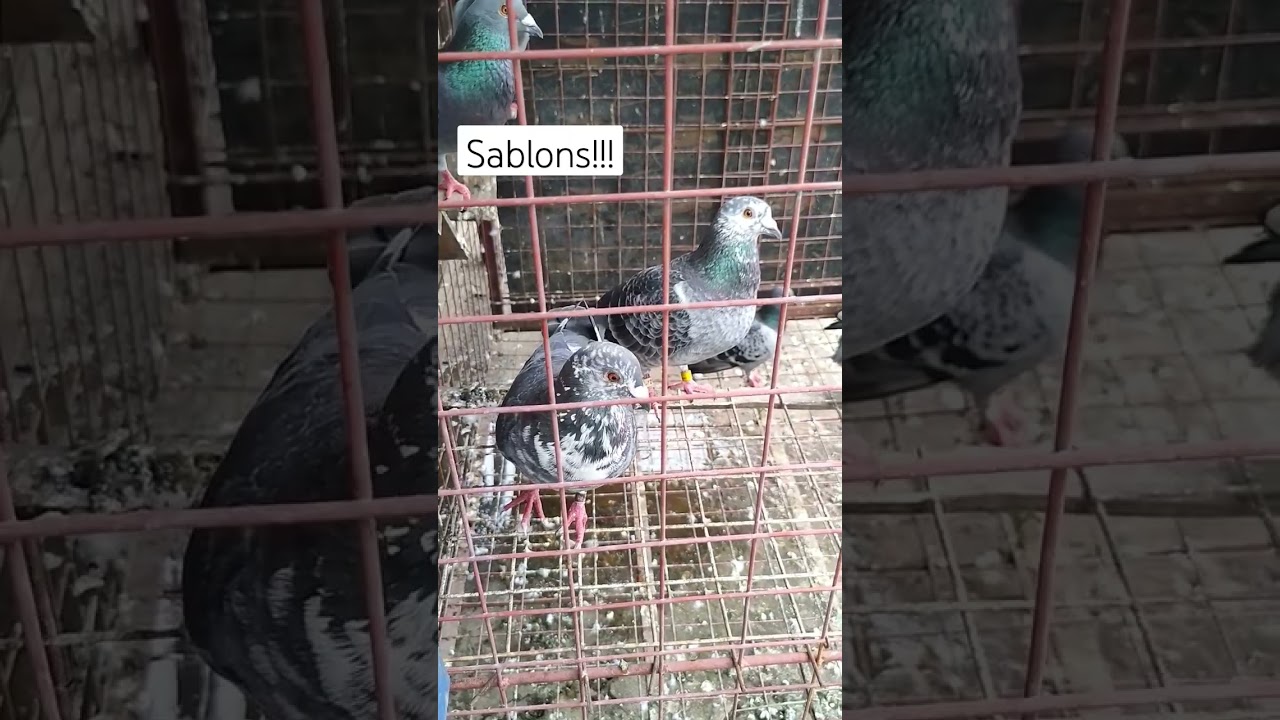 MAG AMANG SABLON! #shortvideo #subscribe #viral #shortsvideo #gwapstvofficial