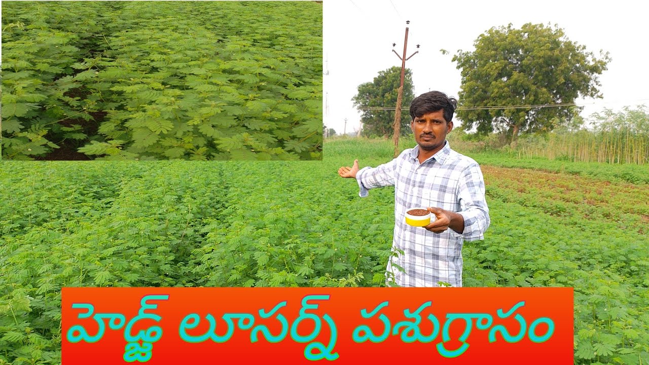 హెడ్జ్ లూసర్న్ పశుగ్రాసం ఈలా పండించండి/How hedge Lucerne grass farming
