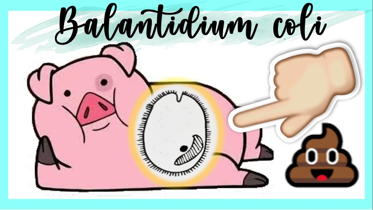 👀 Balantidium coli 😎 PARASITOLOGIA