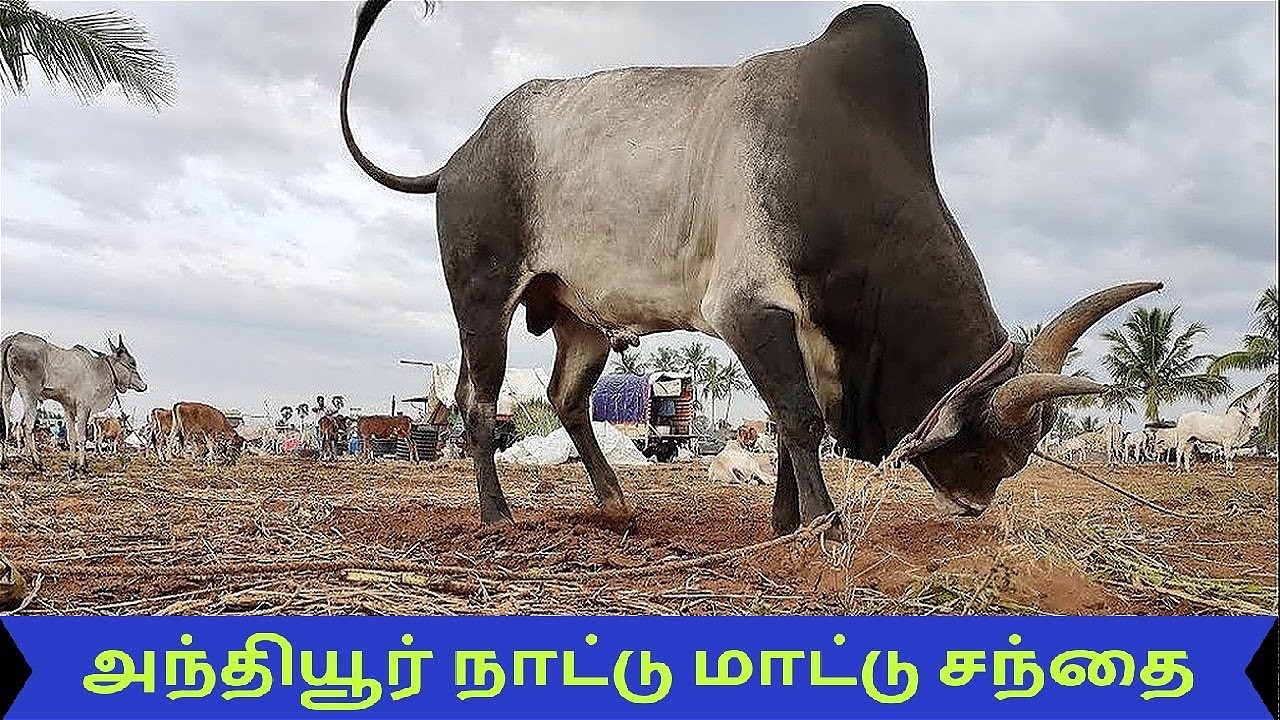 Anthiyur Gurunathaswamy Kovil Largest Horse And Cattle Market