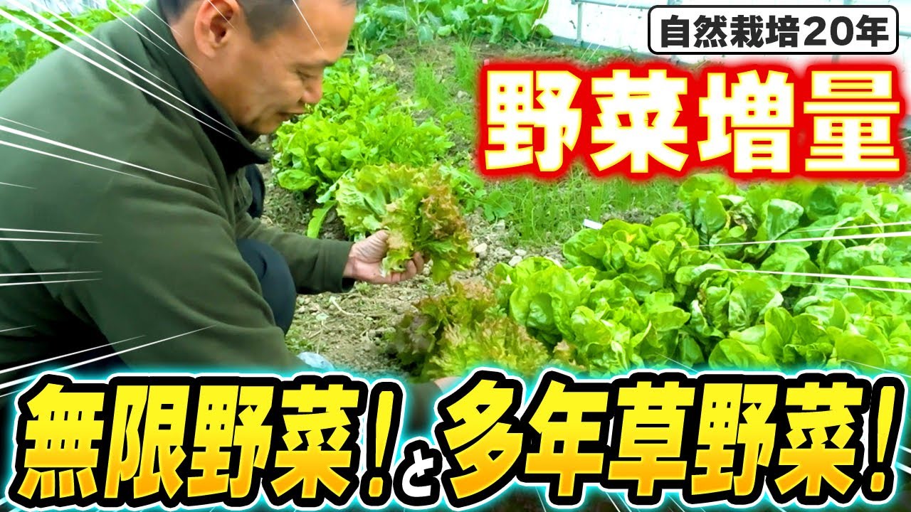 【自然栽培413】収穫増量！無限に野菜をとり続けよう！