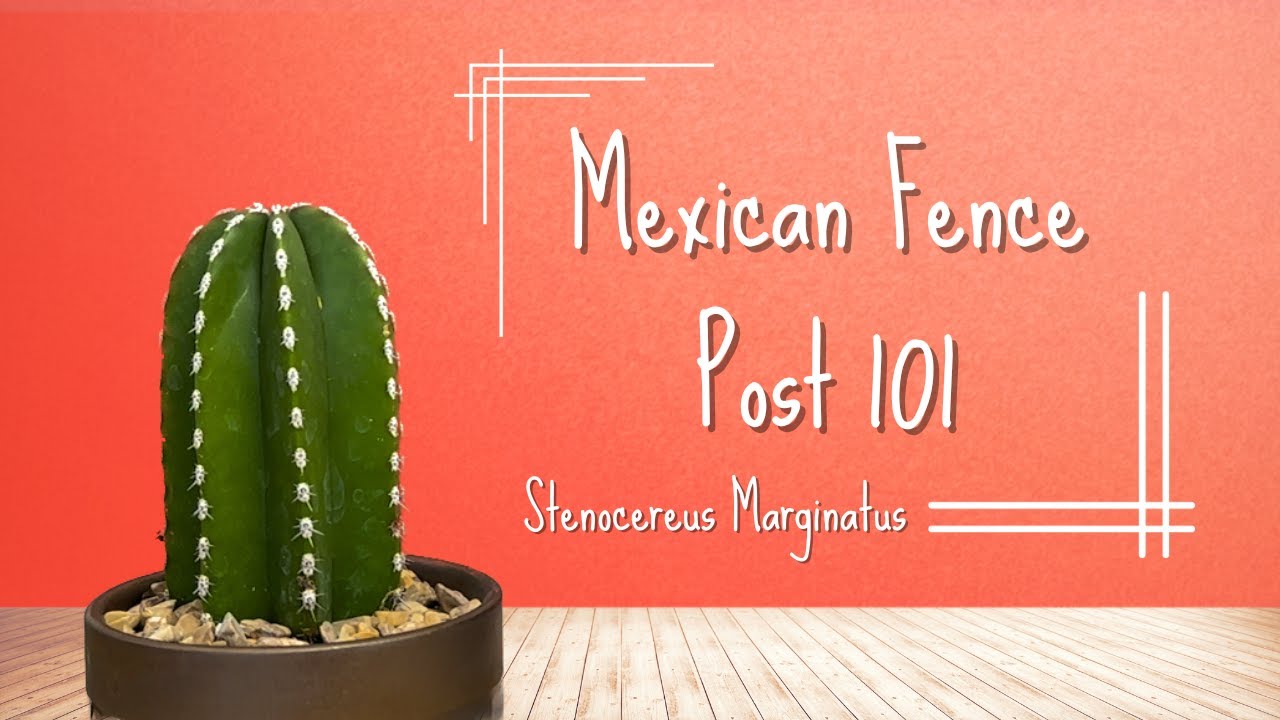 Mexican Fence Post 101┃Stenocereus Marginatus