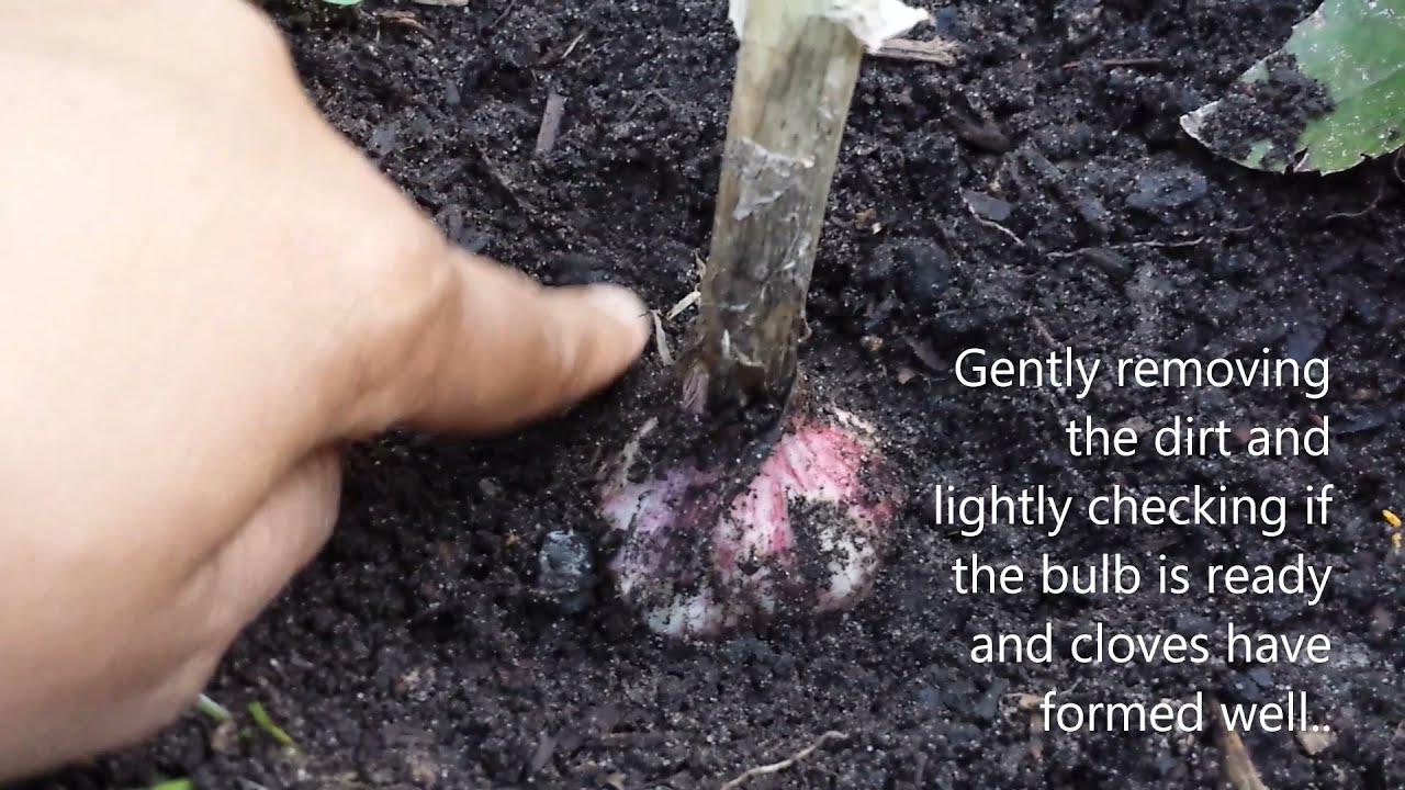 When to harvest  softneck artichoke type garlic.