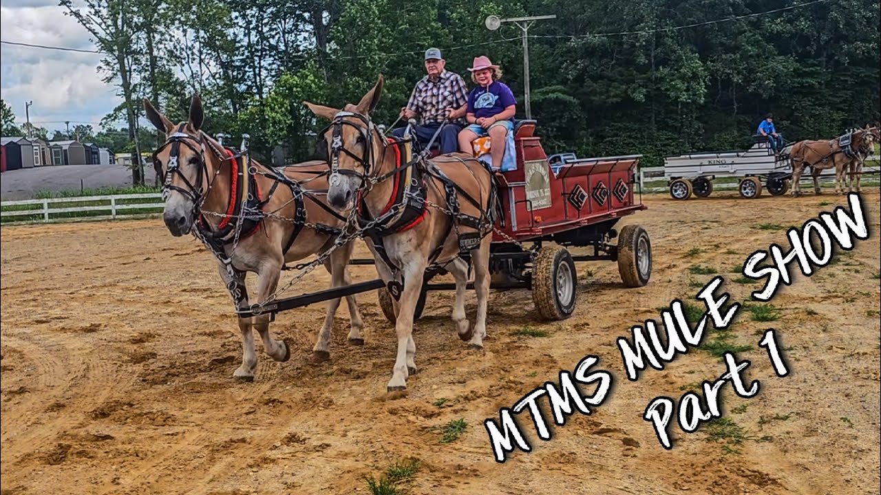 MTMS MULE SHOW….HALTER and 2 Mule WAGON CLASSES #240 #mules #drafthorses #horse #horseshow