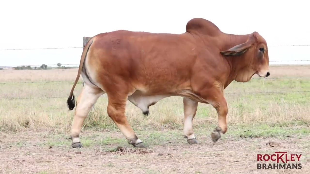 Lot 593 - Rockley Nutley IVFPS 592