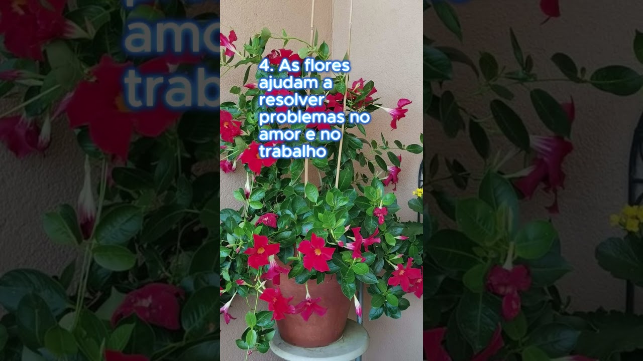 5 segredos sobre a Mandevilla (Diplad&ecirc;nia)