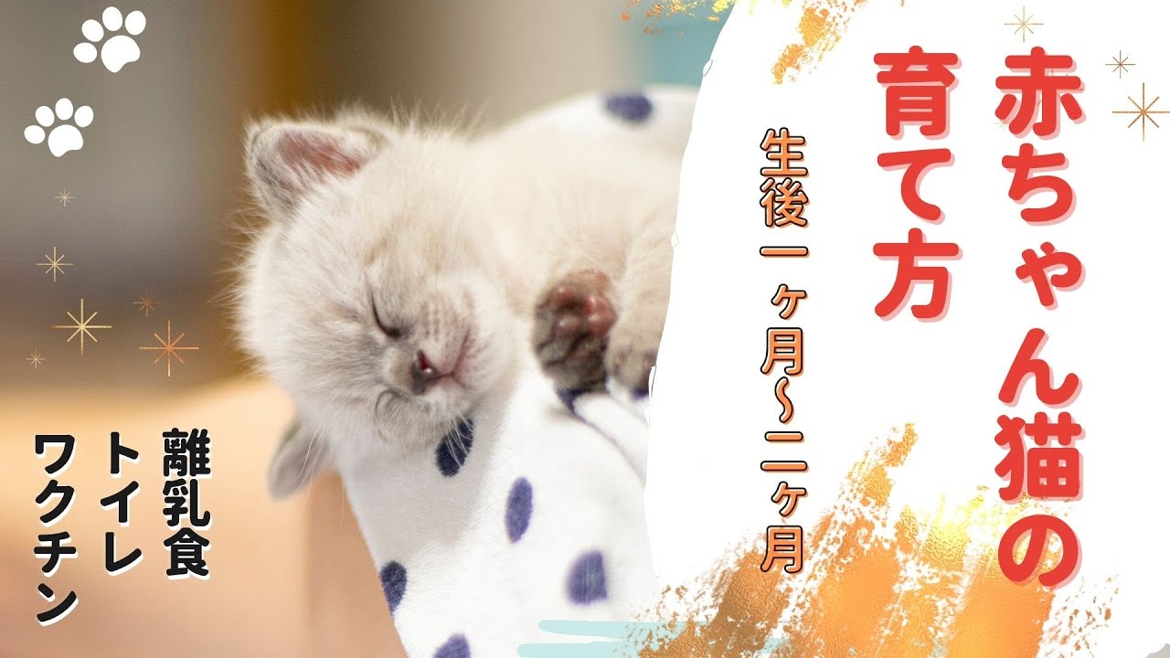 子猫(赤ちゃん)の育て方。生後1ヶ月〜2ヶ月の子猫の世話。離乳食や水・トイレ・ワクチン・ウイルス検査まで。