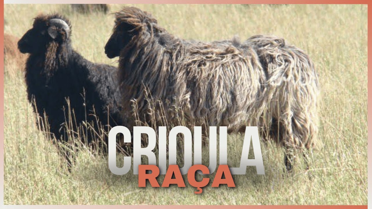 Ovelhas Crioulas: Conheça a Raça Que Sobrevive e Prosperidade em Climas Desafiadores!