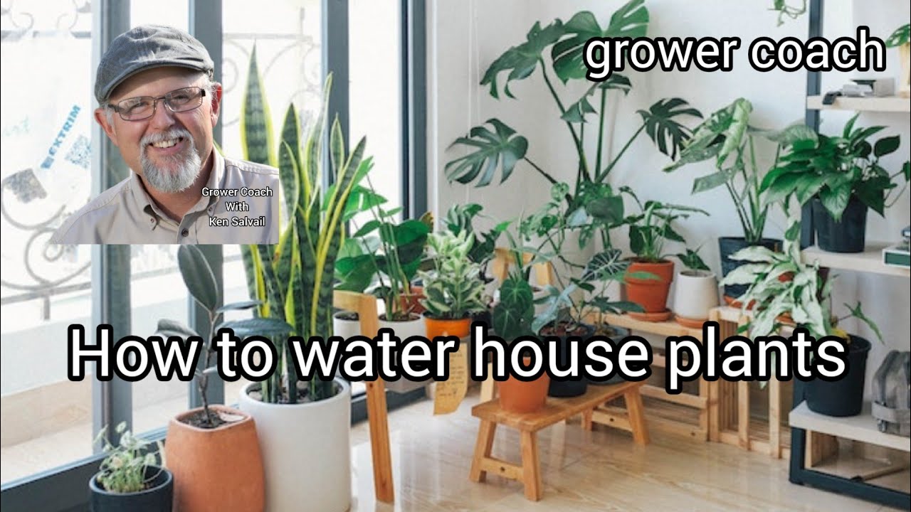 How to water house plants. A seminar snippet from Grower Coach.