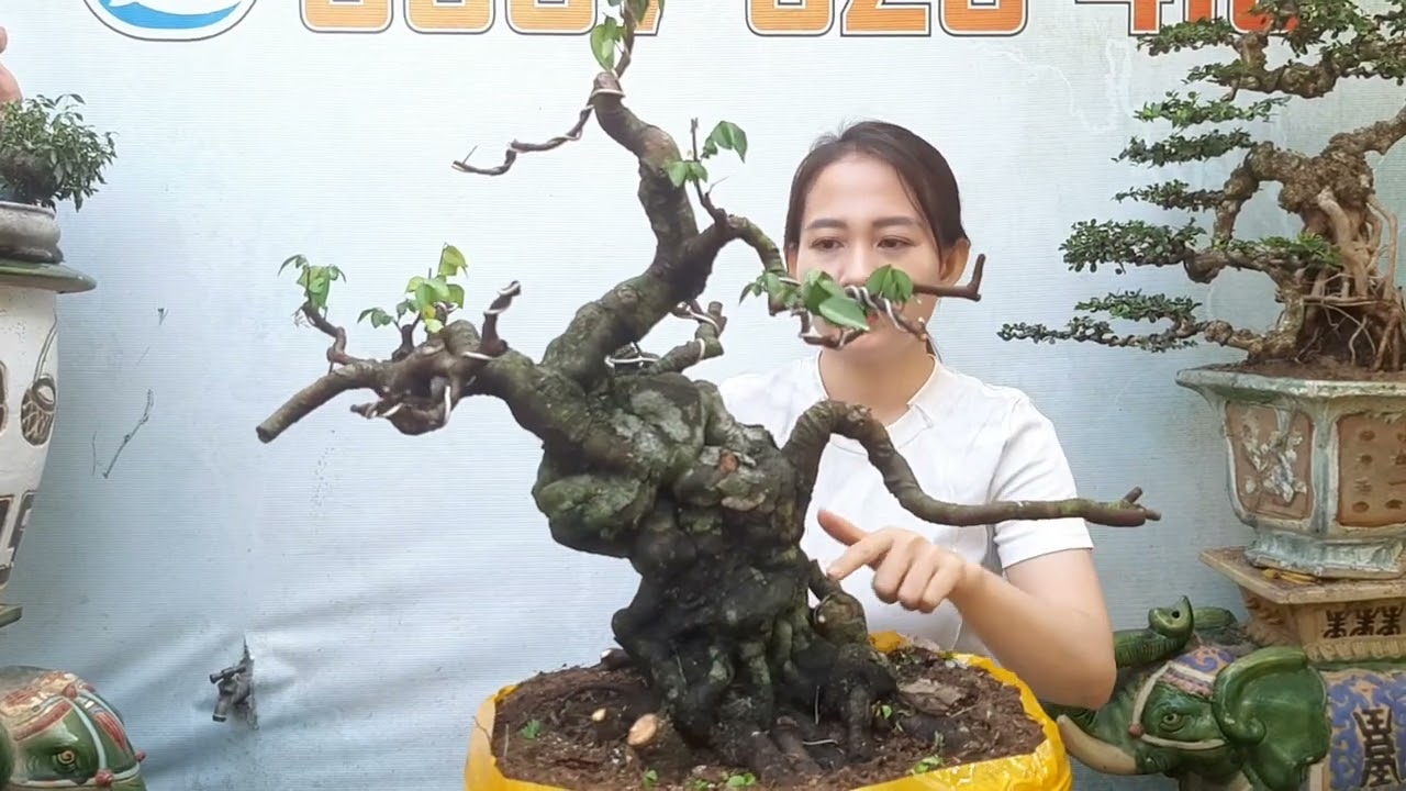 giao lưu cây cảnh Sam trái, Tùng ,Khế gân,Linh sam đẹp Giá hữu nghị Ngày 21/1 @LH:#0907.529.419