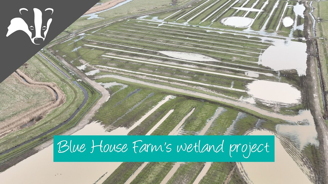 Blue House Farm wetland creation