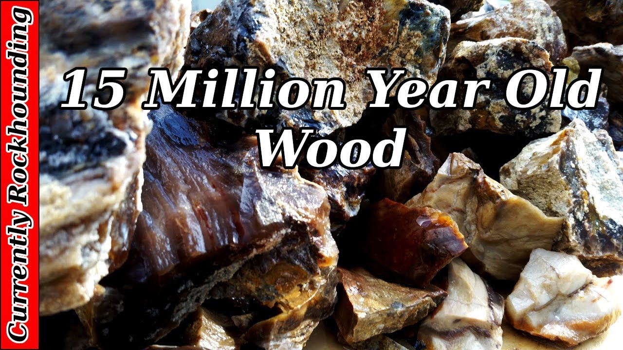 Saddle Mountain Petrified Wood