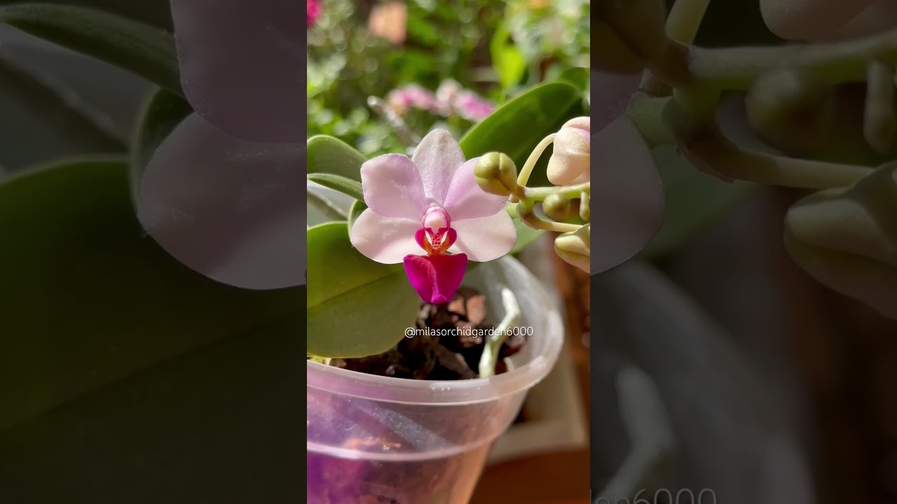 Phalaenopsis Liu's Berry 🩷☀️🌸 #orchid #phalaenopsis
