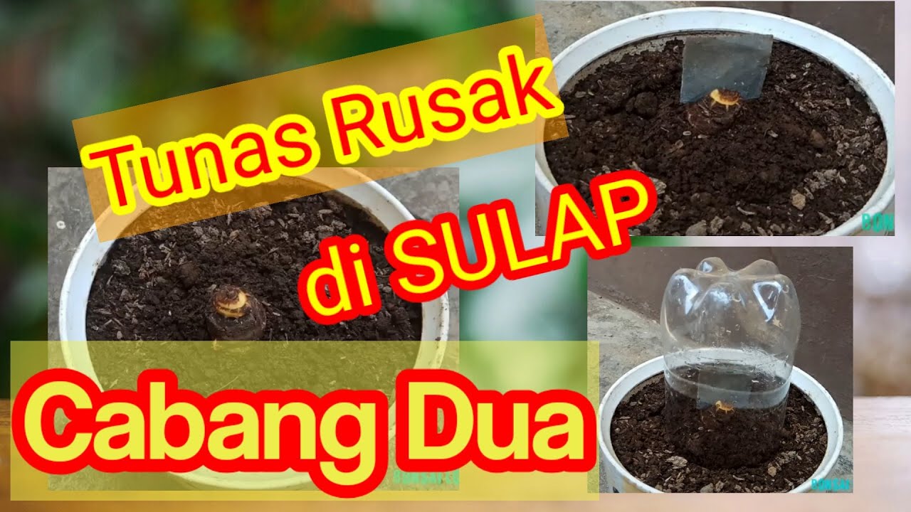 membuat Bonsai Kelapa Cabang Dua nonAlami