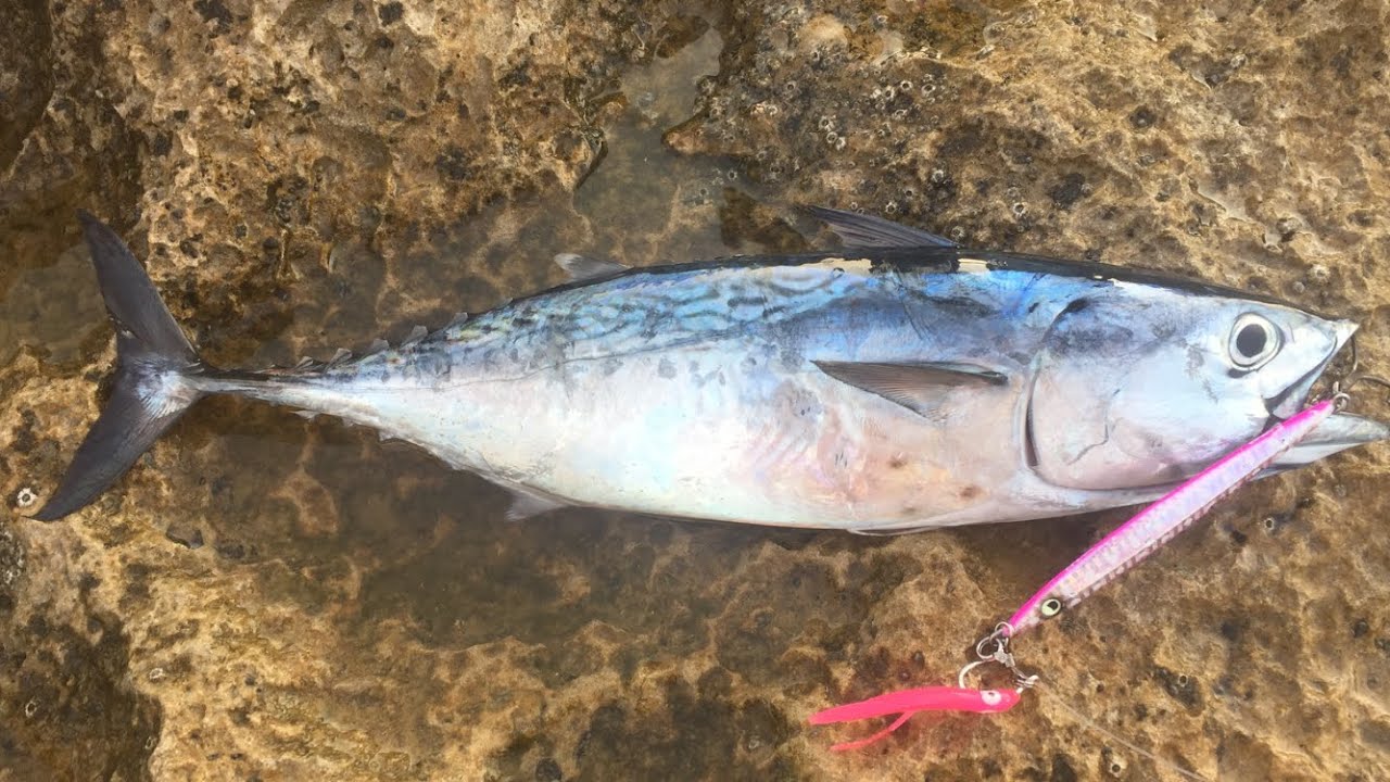 דיג ג'יג מהחוף - טונית / Shore jigging - Little Tunny