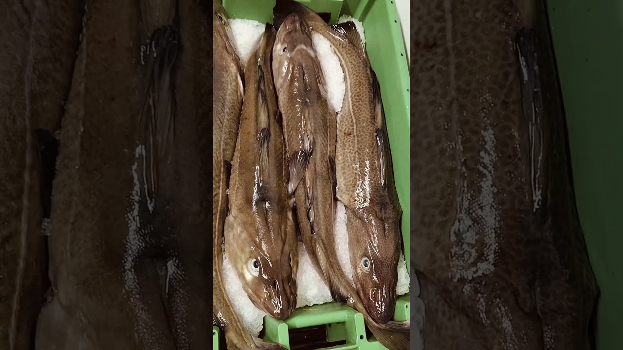 Atlantic cod king of the cods