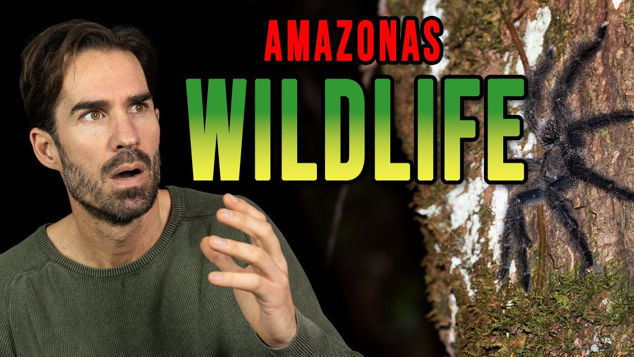 Wildlife: Spinnen, Affen und seltene Vögel. AMAZONAS  | Folge 04