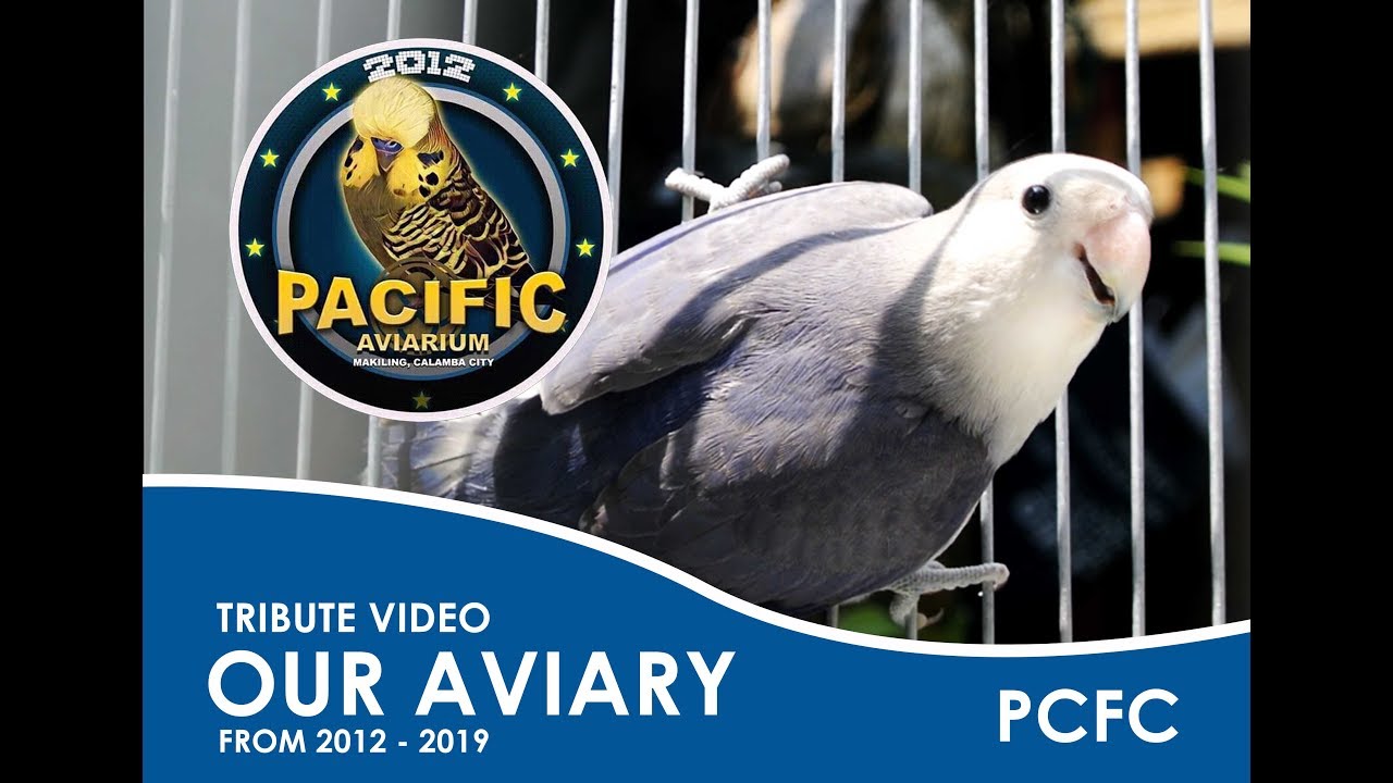 TRIBUTE EPISODE | Our Aviary (PACIFIC AVIARY) in 7 years