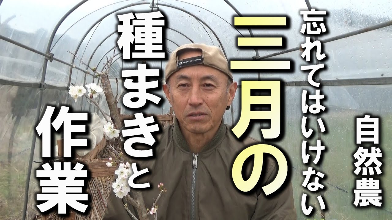 【自然農】忘れてはいけない！3月の種まきと作業　2025年3月15日【natural farming】