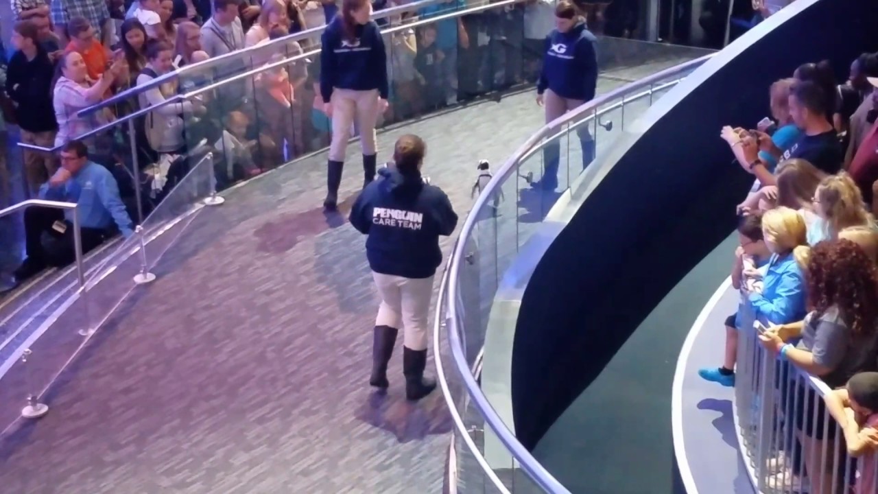 Penguin walk at Georgia Aquarium