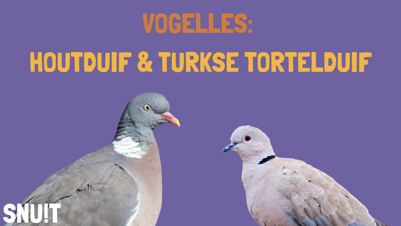 Snuit vogelles: houtduif en turksetortel