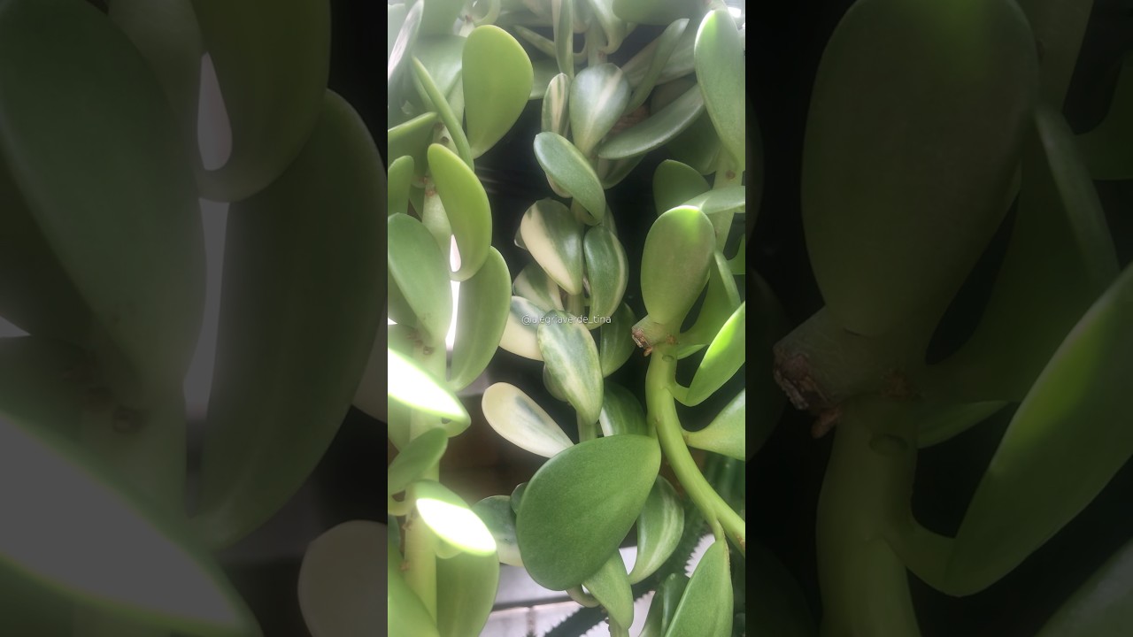 #shorts - Kleinia Petraea (antigo Senecio Jacobseni)