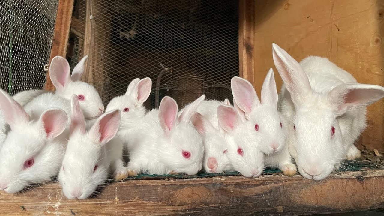 Secrets to Successful Rabbit Weaning: Preventing Tragic Losses