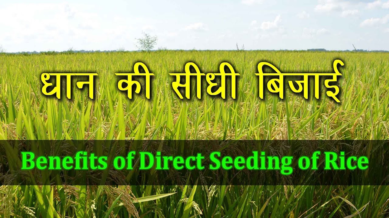 Direct Seeding of Rice | जानिए क्यों फायदेमंद है धान की सीधी बिजाई | Rice Cultivation in India