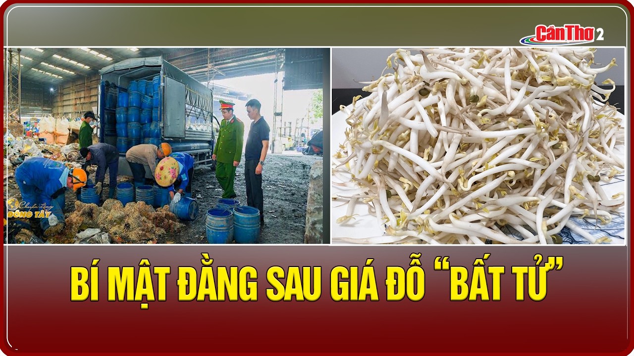 Bí mật đằng sau giá đỗ “bất tử” | Cần Thơ