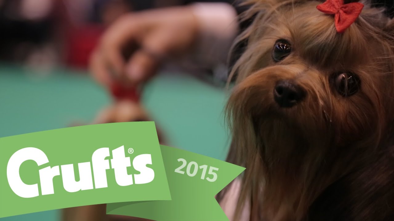 Best of Breed - Yorkshire Terrier and winner's interview | Crufts 2015