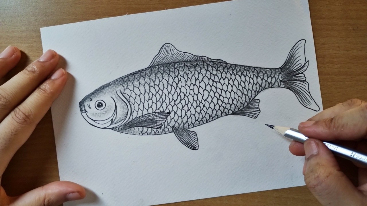 fish drawing || rohu fish drawing || how to draw rohu fish || Labeo rohita diagram drawing