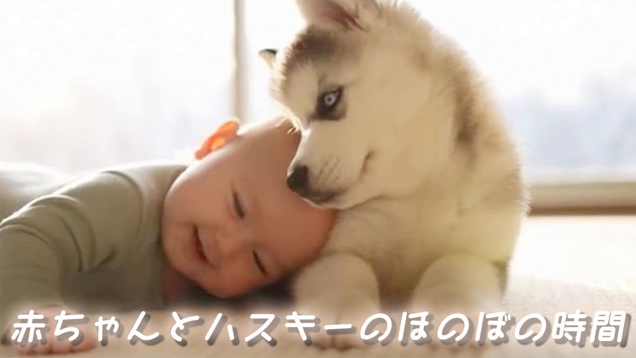 【癒し動画】かわいすぎる癒し動画