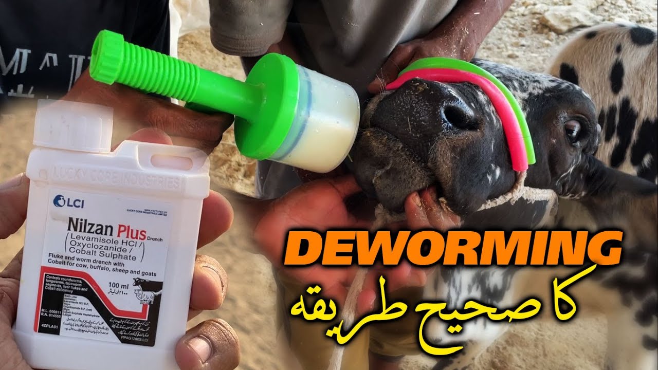 Deworming Karne Ka Sahi Tarika | Deworming Ki 3 Best Tips | Deworming Krna Ka Fayda #dewarming