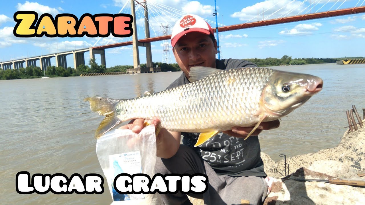 MIRÁ LAS BOGAS Y CARPAS QUE SALEN ACÁ !!! PESCA EN ZARATE, LUGAR GRATIS