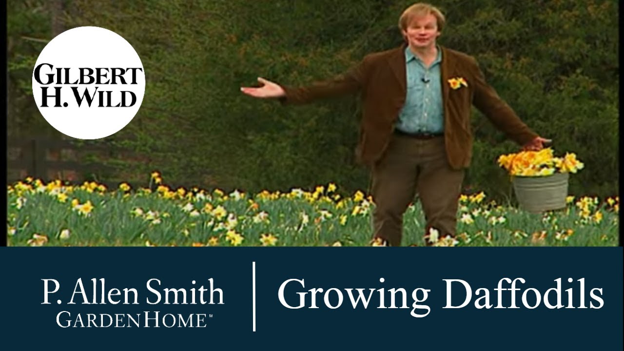 How to Grow Daffodils | Garden Home (701)