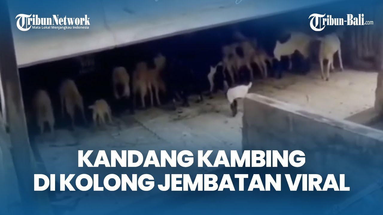 Viral Kandang Kambing di Kolong Jembatan Sibangkaja, Desa dan Satpol PP Turun Tangan