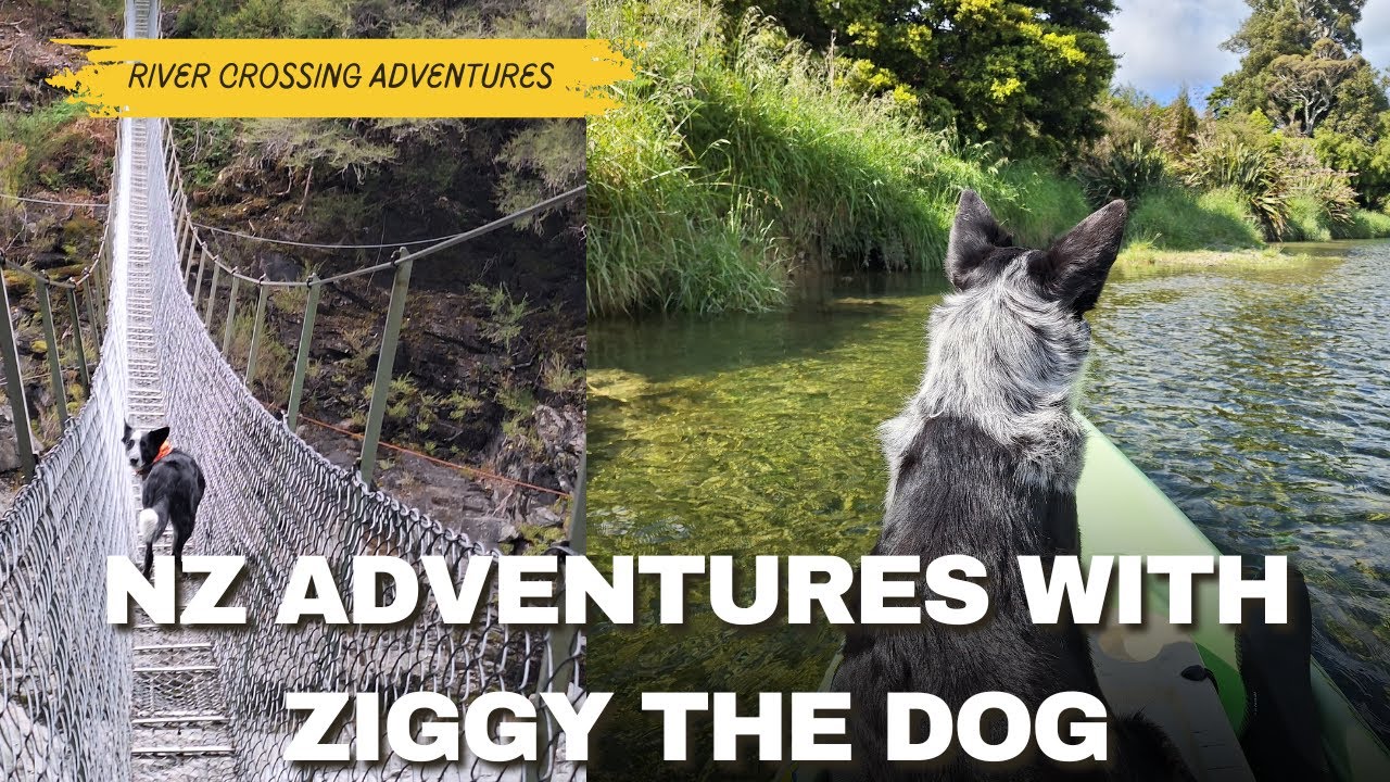 New Zealand Adventure with the Dogs - River Crossings, Fishing & 4x4 with Ziggy & Hugo