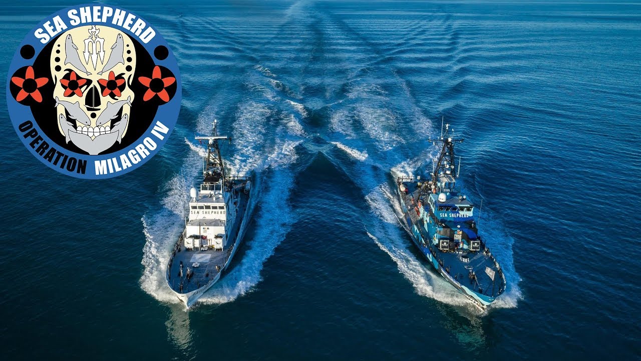 Operation Milagro IV: A Vaquita Defense Campaign