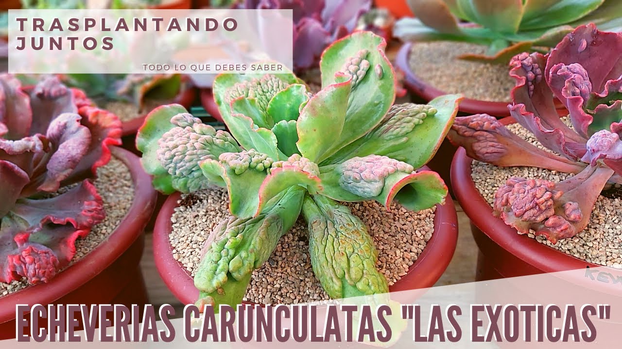 Trasplantando Echeverias carunculatas - Todo lo que debes saber sobre ellas
