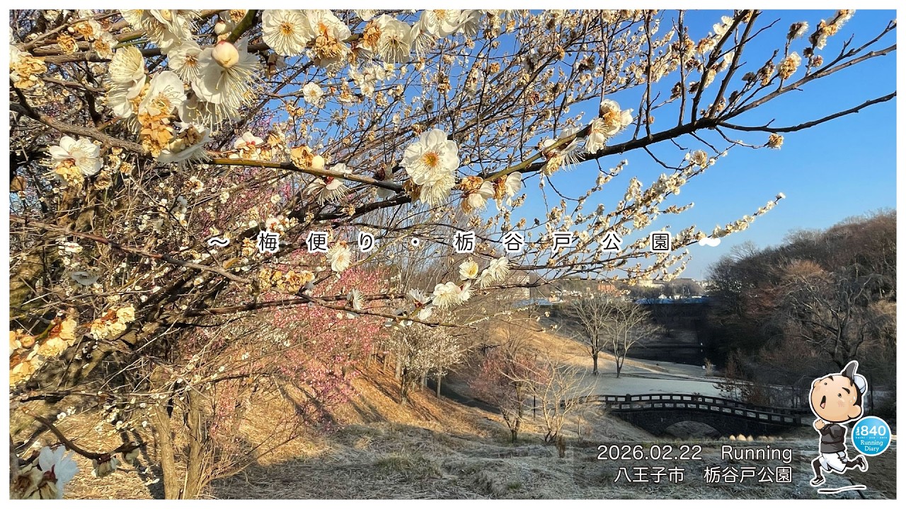 【840Running movie】2026年2月22日　八王子市　栃谷戸公園の梅のお花見の様子の動画です