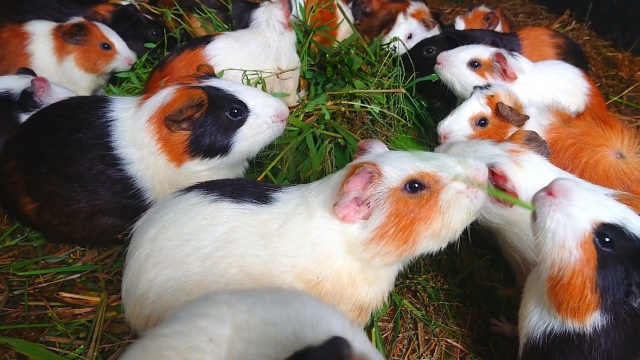 guinea pigs eating asmr, guinea pig cute chubby cute eating grass, home pet guinea pig feeding time 