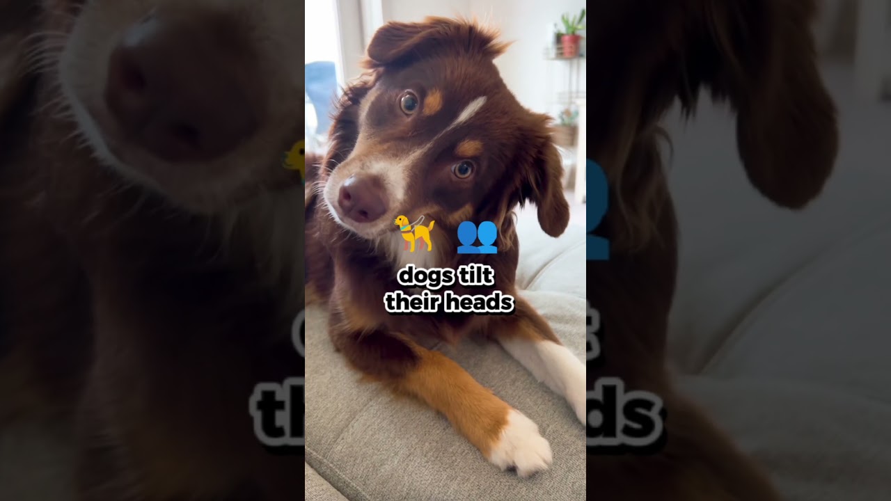 Why Do Dogs REALLY Tilt Their Heads?