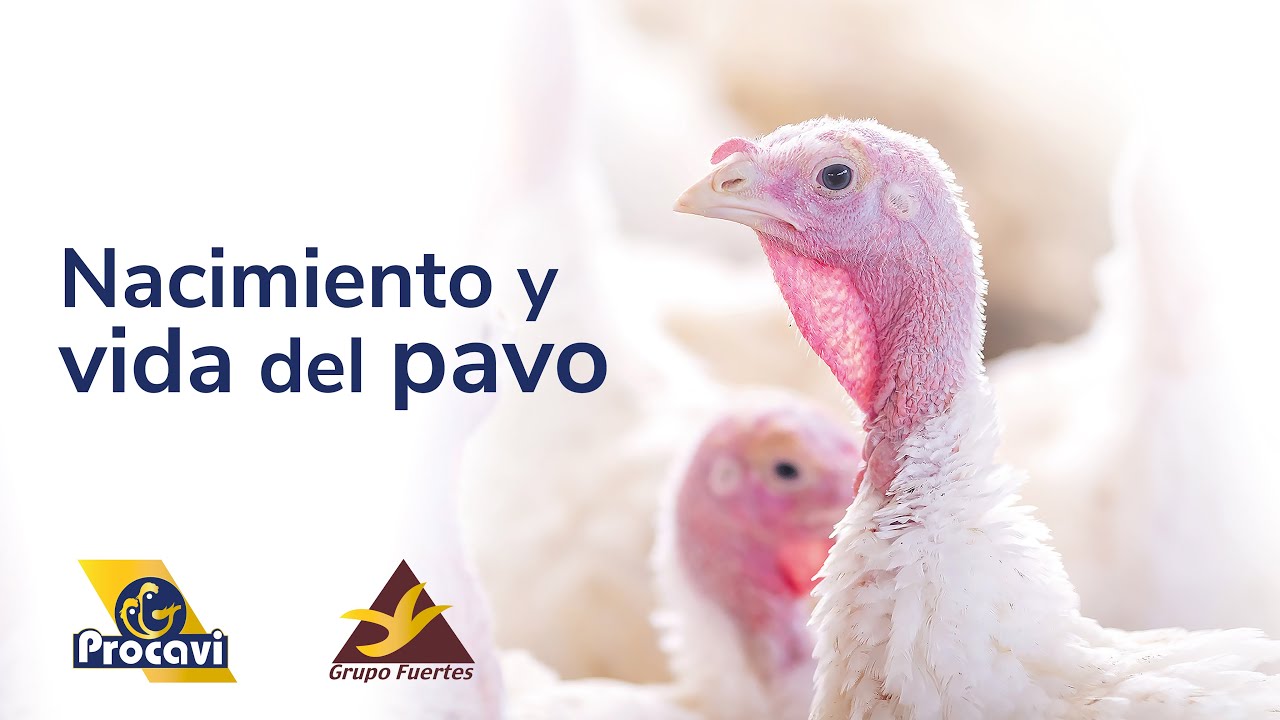 Procavi - Nacimiento y vida del pavo