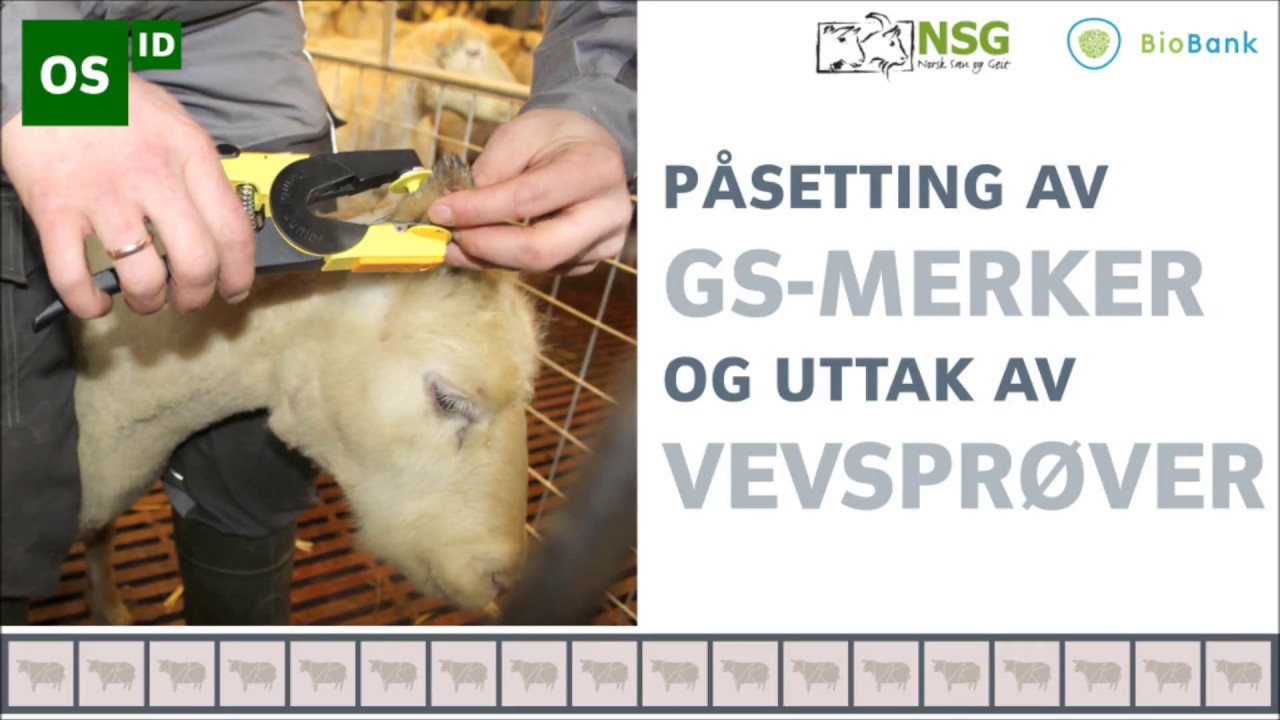 NSG/BioBank: Påsetting av GS-merker og uttak av vevsprøver på sau