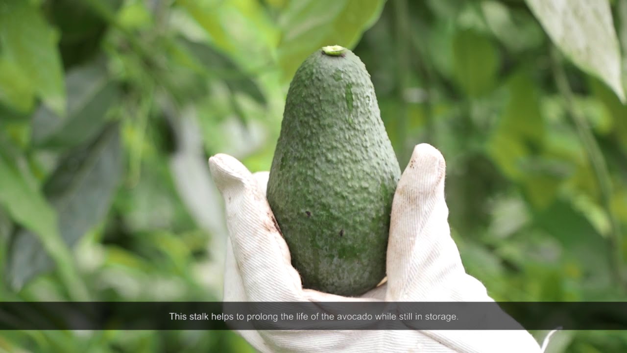 Inside Kakuzi: How To Harvest Avocado